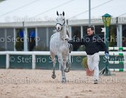 x del Buttasella Tosc Tour2013- S5 1699 : Arezzo, Cavalli d'Italia, Clara del Buttasella, Toscana Tour 2013, foto di Stefano Secchi ©